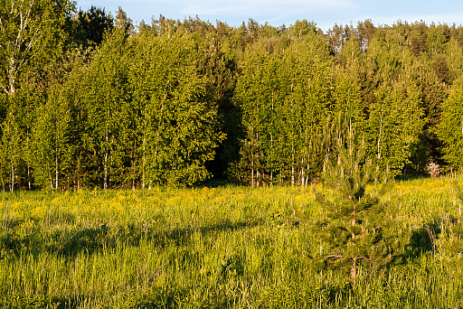 Land plot 7.4 ares in village Voronki. Cottage development Photo 3