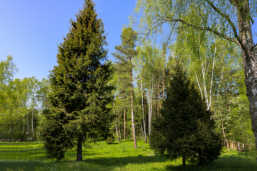 Land plot 72 ares in village Novoglagolevo