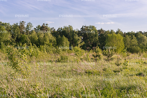 Land plot 30 ares in village Novorijskii/Borki