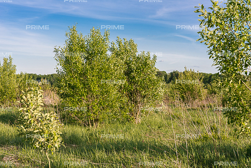 Land plot 254 ares in village Новогорск. Коттеджная застройка