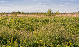 Land plot 209 ares in village Nikolino