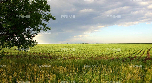Land plot 30 ares in village Znamenskoe. Cottage development