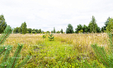 Land plot 58 ares in village Onegino Photo 3