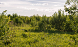 Land plot 54.64 ares in village Darino-Uspenskoe