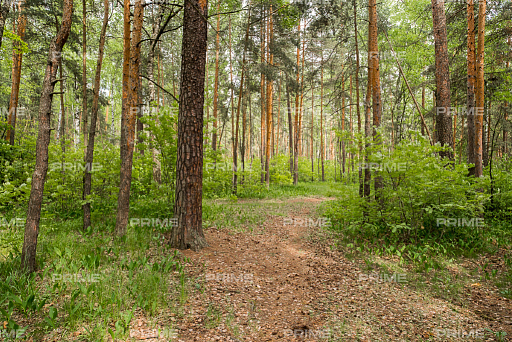 Land plot 30 ares in village Sosnovyj Bor